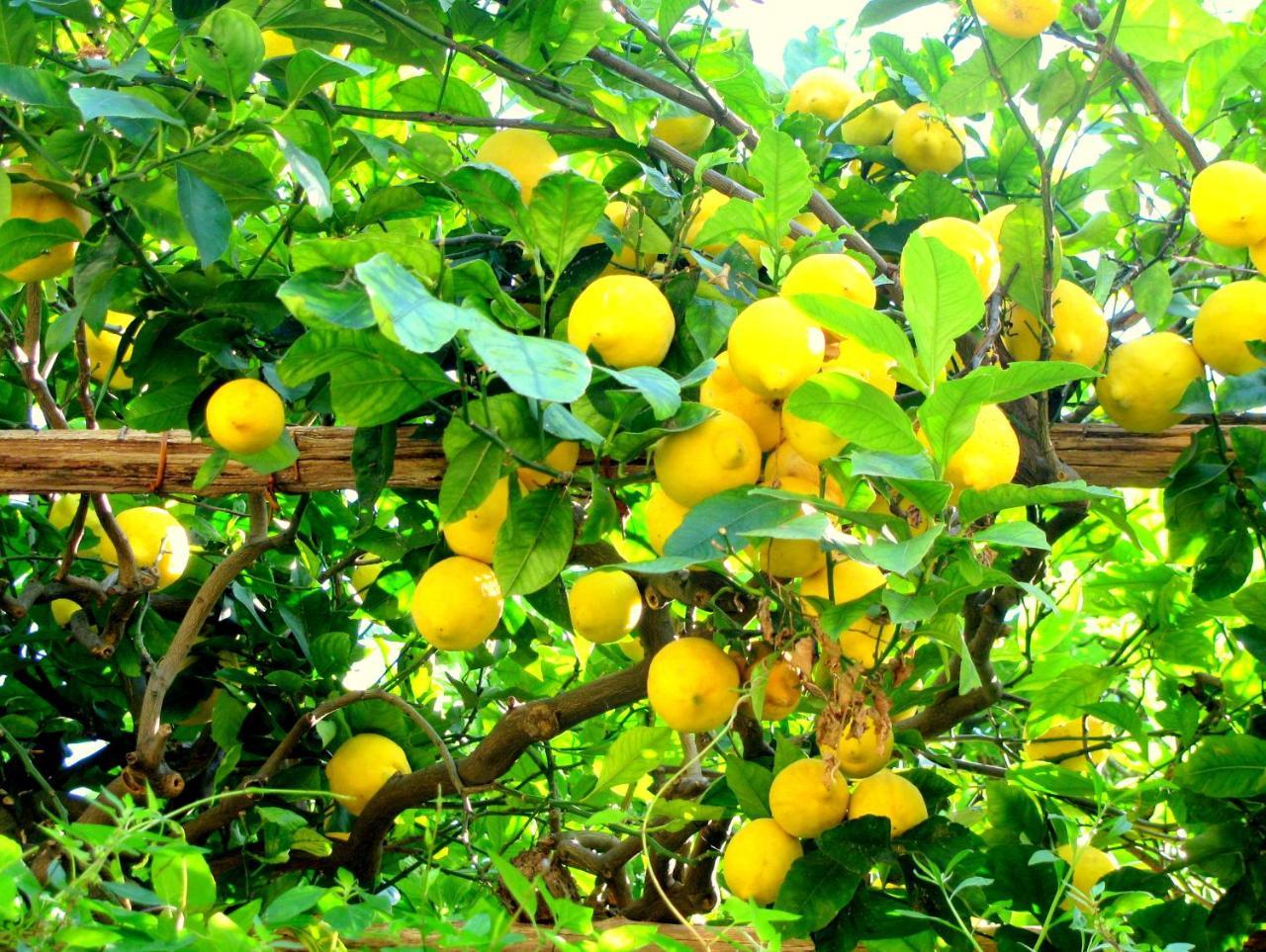La locanda sul Sentiero Agerola Exterior foto